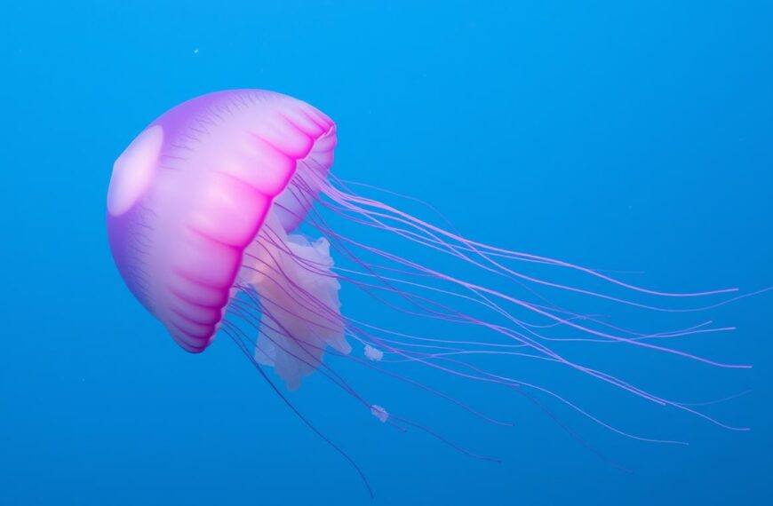 Meduza Pelagia noctiluca (pelagia świecąca) pływająca w wodach Morza Śródziemnego