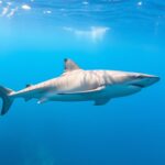 Rekin pływający w wodach Adriatyku w pobliżu chorwackiego wybrzeża